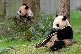 Photo of चीन के विदेश मंत्रालय ने कहा कि दो विशाल पांडा को चीन संरक्षण अनुसंधान केंद्र से भेजा जाएगा सैन डिएगो चिड़ियाघर