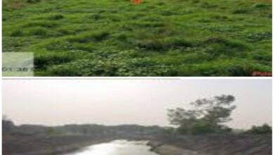 Photo of योगी सरकार ने छोटी गण्डक नदी को किया पुनर्जीवित*- राज्यमंत्री विजयलक्ष्मी गौतम 