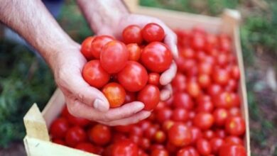 Photo of Tomato Prices: टमाटर के दाम में आ सकती है गिरावट!