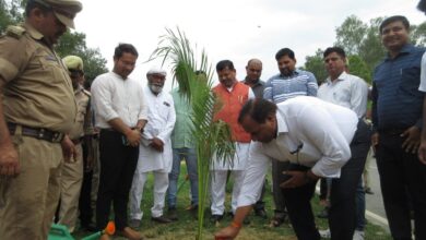 Photo of रेडिको खेतान लिमिटेड, कंदूनी सीतापुर द्वारा वन विभाग सीतापुर को 5000 ताड़ के पेड़ दिए गये