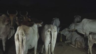 Photo of दो अलग-अलग स्थानों से पांच गोवंश तस्कर गिरफ्तार, 26 गोवंश पशु करवाए मुक्त