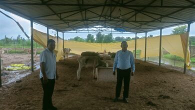 Photo of गोंडा जिले में गौशालाओं की हालत बदतर,मरणासन्न अवस्था में मिली गाय