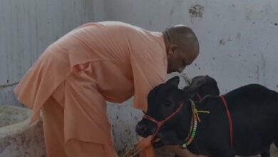 Photo of yogi ने श्री गोरखनाथ मंदिर परिसर स्थित गोशाला में आंध्र प्रदेश से आए पुंगनूर गोवंशों को चारा खिलाकर उनकी सेवा की