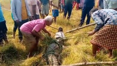 Photo of मगरमच्छ को पकड़ने में वन विभाग की टीम असफल, ग्रामीणों ने किया रेस्क्यू