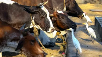 Photo of मलिहाबाद में गोवंश की हत्या, ग्रामीणों को आता देख भागे आरोपी, पुलिस तलाश में जुटी