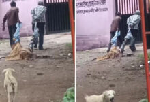 Photo of उत्तर प्रदेश के झांसी में पोस्टमार्टम हाउस में मानवता को शर्मशार करने वाला मामला आया सामने